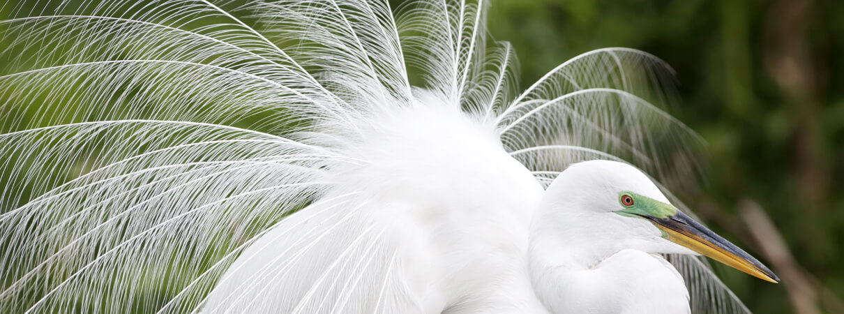 The Great Egret was one of many bird species hunted extensively for its plumes, which were used for ladies' hats. Photo by David Osborn/Shutterstock
