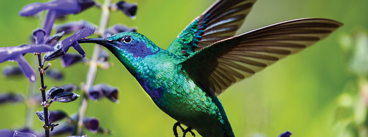 Green Violetear, Glass and Nature/Shutterstock