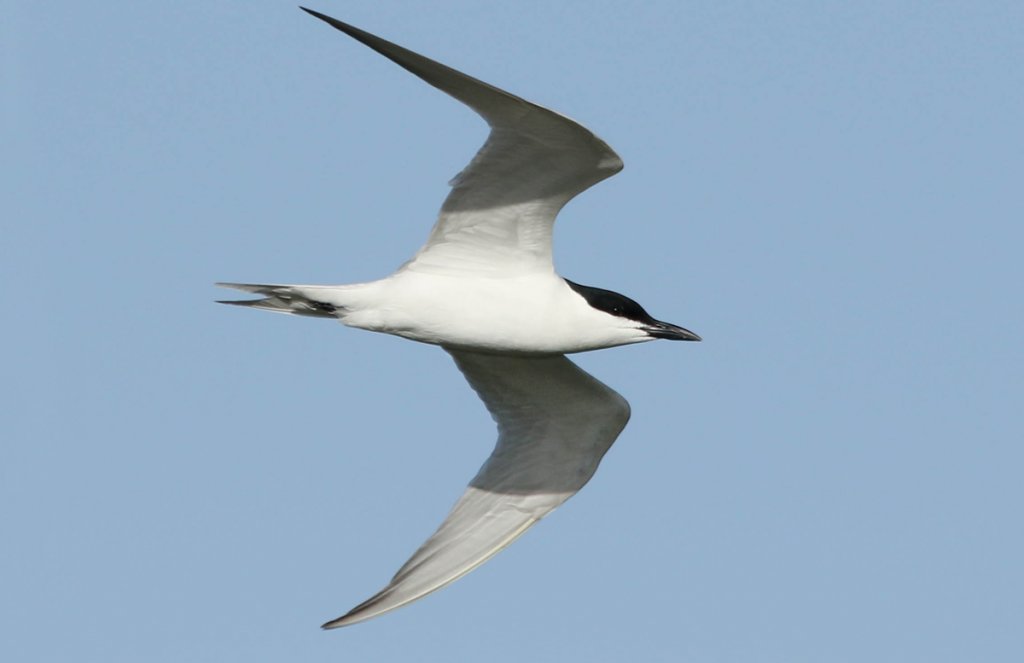 Gull-billed Tern, Benjamin Hack, Macaulay Library at the Cornell Lab of Ornithology