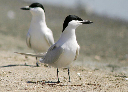 Gull-billed Terns, Eric Kershner, USFWS