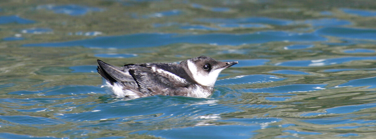 Since the Marbled Murrelet was federally listed as a threatened species in 1992, its population in the continental United States has dropped from 23,000 to 19,000 individuals. Photo by R. Lowe/U.S. Fish and Wildlife Service