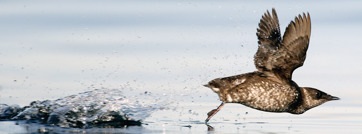 Researchers Turn A Concerned Eye To The Mysterious Marbled Murrelet