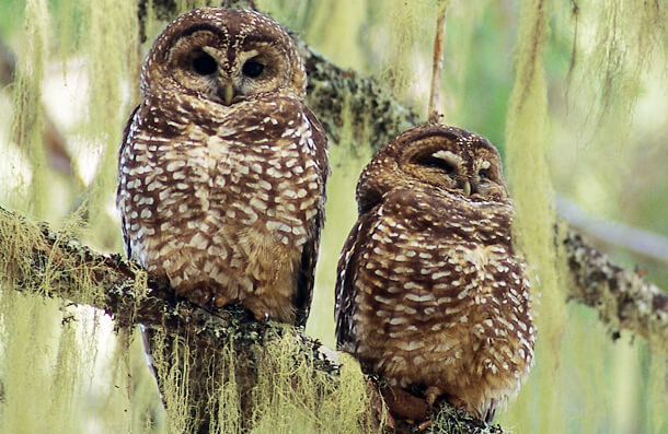 Northern Spotted Owls will be affected by the BLM logging plan. Photo by All Canada Photos, Alamy