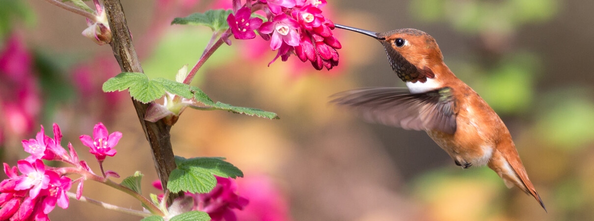As pollinators, birds like this Rufous Hummingbird play an important role in many ecosystems. Photo by Feng Yu/Shutterstock