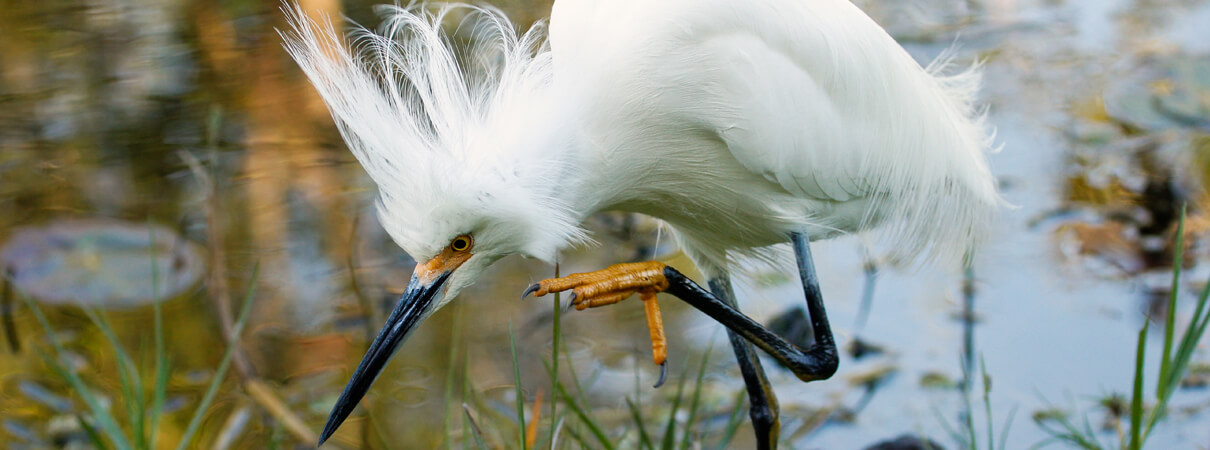 The Migratory Bird Treaty Act, passed in the nick of time, saved many species like the Snowy Egret from going the route of the Passenger Pigeon. Photo by Dan Mammoser/Shutterstock