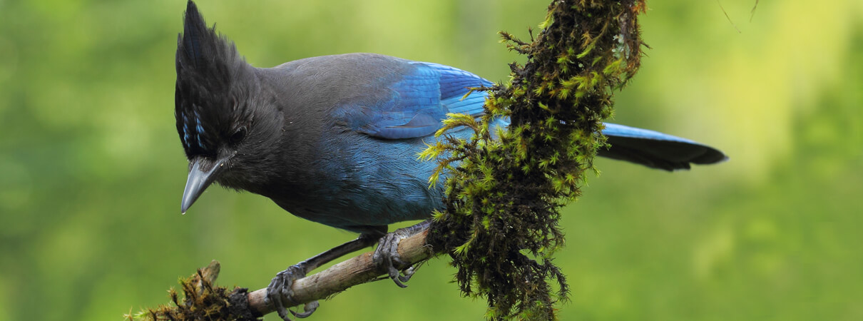 Food on campgrounds draws Steller's Jays closer to Marbled Murrelet nests. Once jays discover the nests and eggs, they remember the location and begin to prey more heavily on murrelet eggs. Photo by Randy Hume/Shutterstock