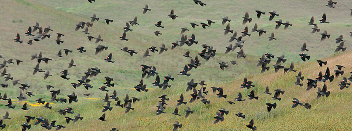 Save the Tricolored Blackbird. Photo of flock by Jacob Spendelow