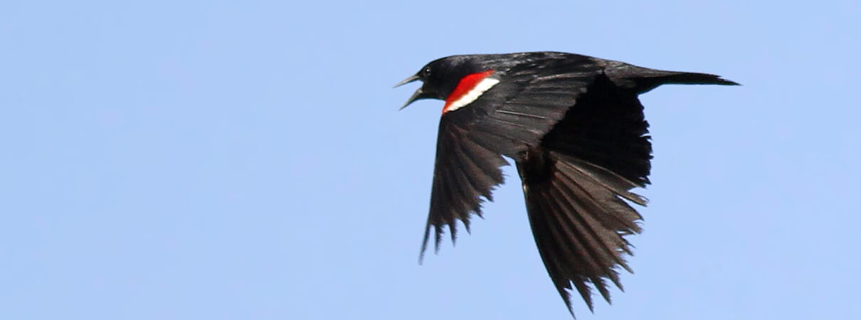 Save the Tricolored Blackbird. Photo by Alfred Yan