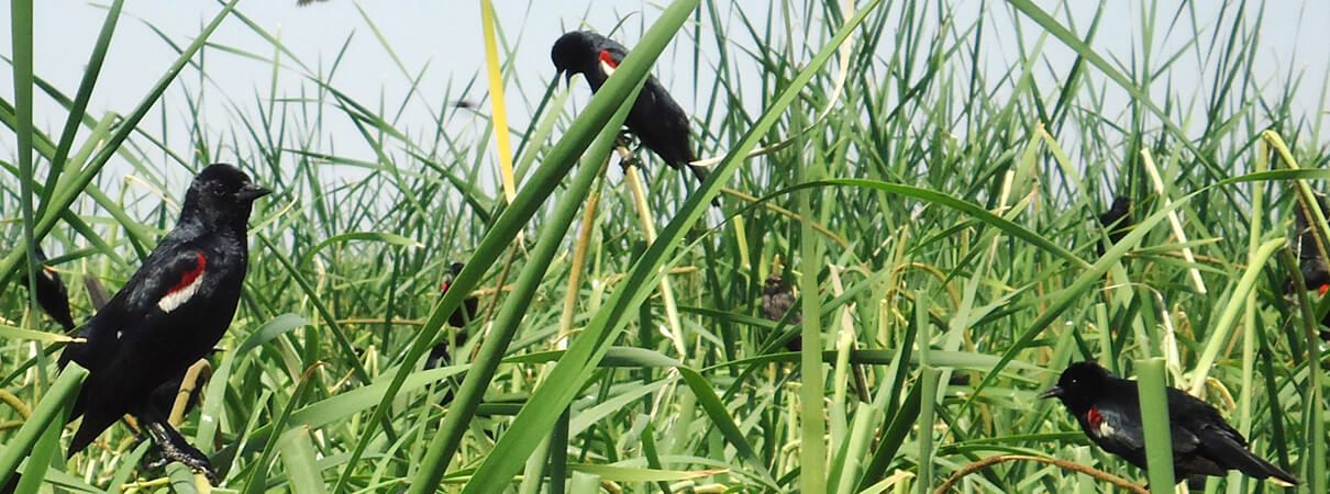 Save the Tricolored Blackbird. Photo by Cathy Henry/ Natural Resources Conservation Service, California