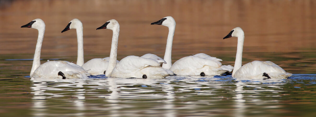 Protection under the Migratory Bird Treaty Act led to the Trumpeter Swan being removed from Canada's endangered species list 20 years ago. Photo by Dan Behm
