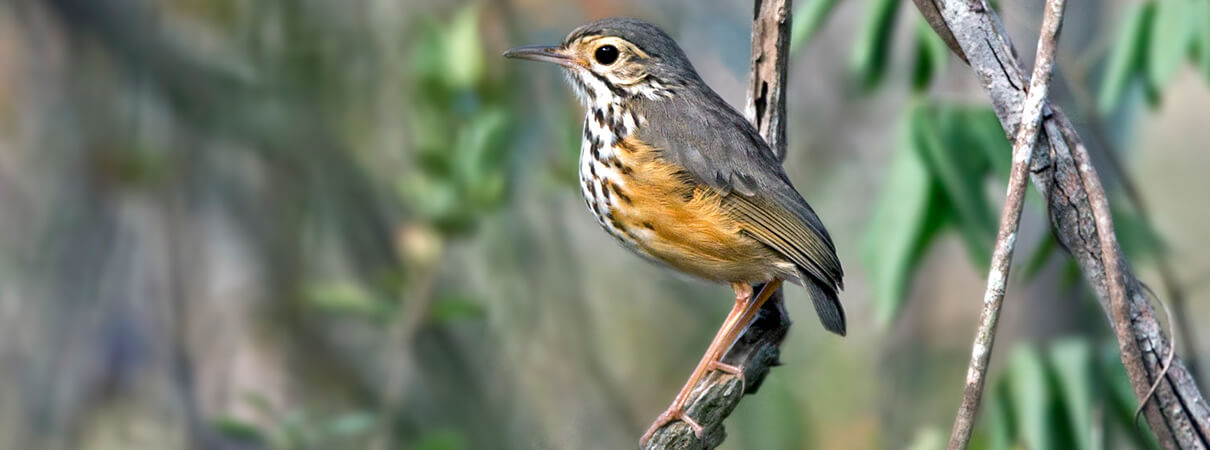 White-browed Antpitta, Ciro Albano