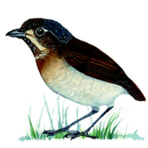 Tachira Antpitta is highly endangered bird species