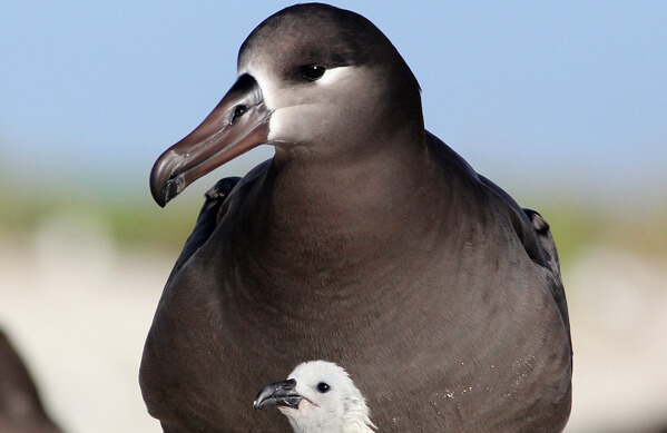 Black-footed Albatross with chick, Cameron Rutt