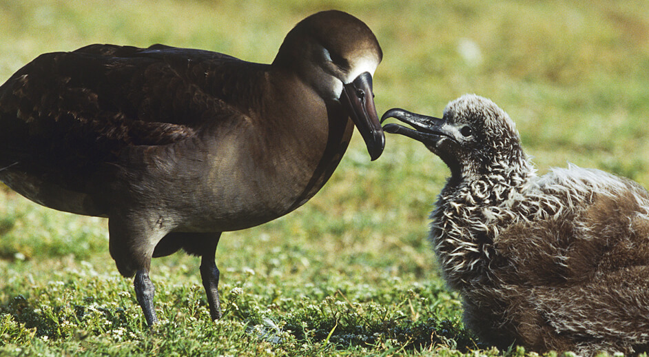 Black-footed Albatross, bikeriderlondon/Shutterstock