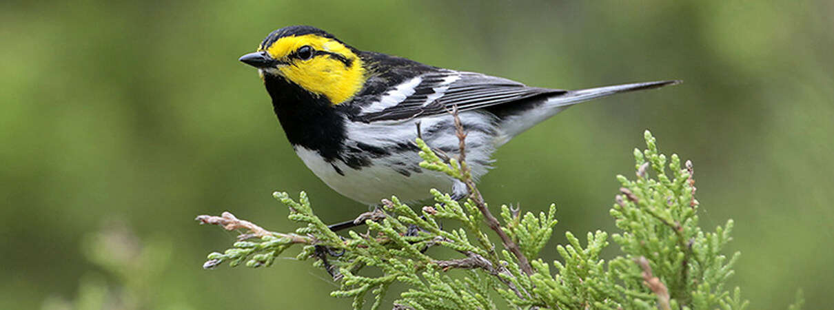 Golden-cheeked Warbler by Greg Lavaty