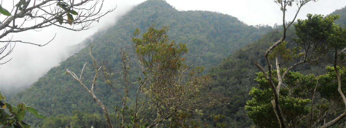 Cloud forest in the national park by Susan Otuokon, Jamaica Conservation and Development Trust