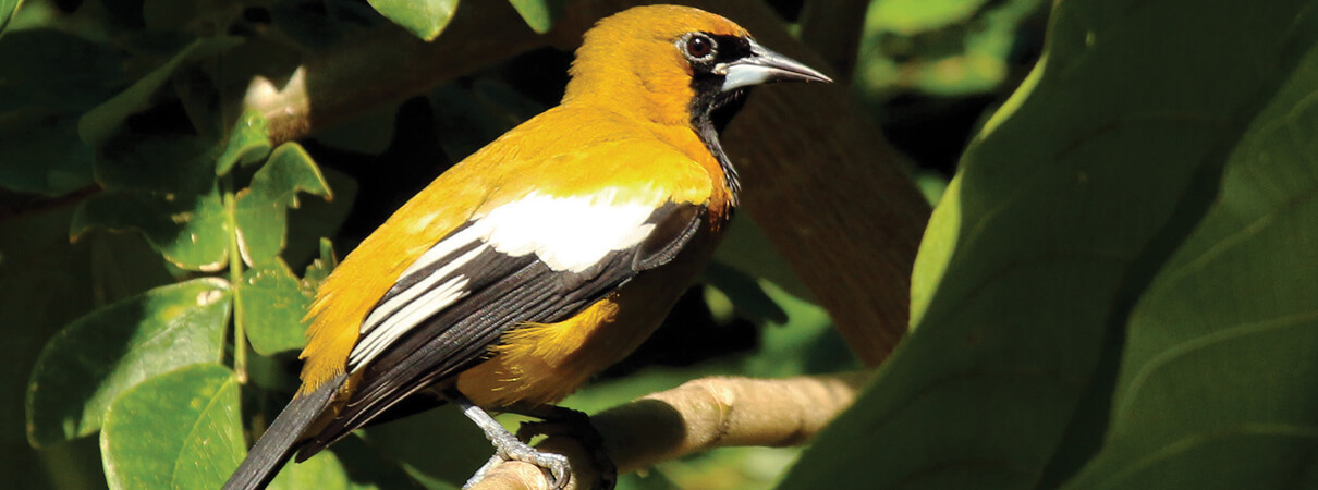 Jamaican Oriole, one of the island's many endemics by Sharp Photography