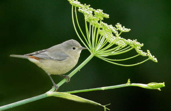 Lucy's Warbler, Tom Grey