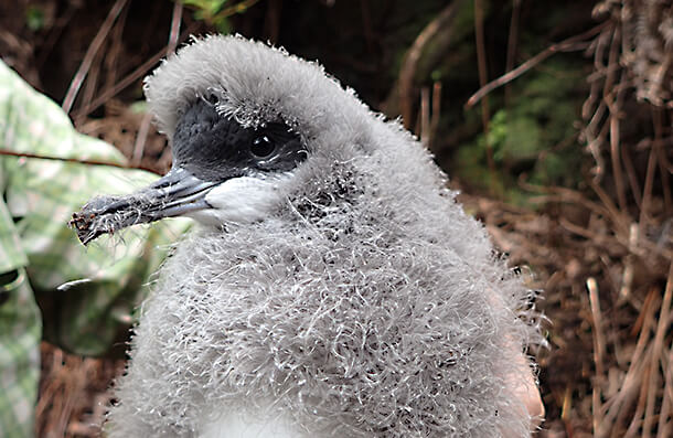 Eight Newell's Shearwater chicks will establish a new colony on Kauaʻi. André Raine of Kaua‘i Endangered Seabird Recovery Project Photo by André Raine, Kaua‘i Endangered Seabird Recovery Project