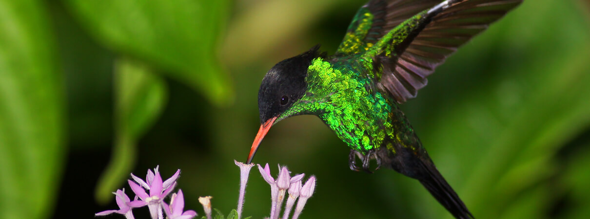 Red-billed Streamertail by Alfred Yan
