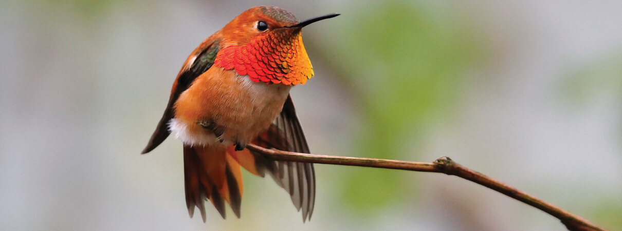 Rufous Hummingbird by Edward Lai