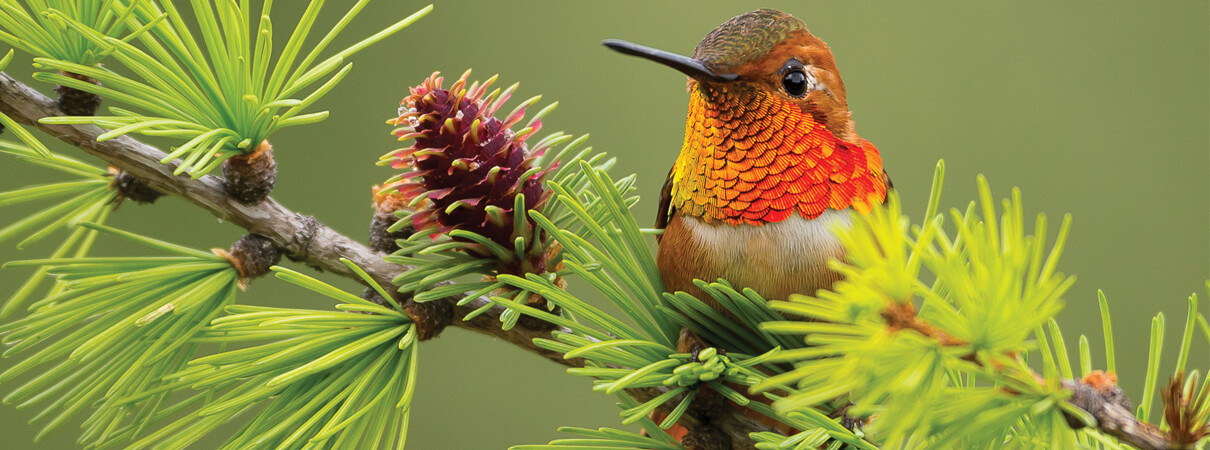 Rufous Hummingbird by Scott Bechtel