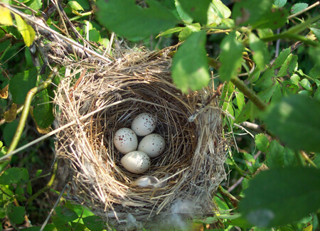 Willow Flycatcher Nest, USGS