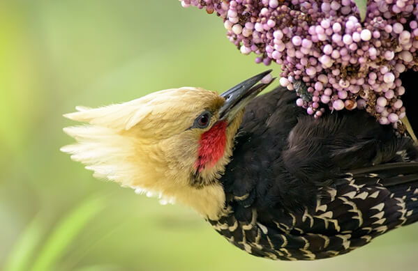 Blond-crested Woodpecker, Jose Carlos Motta, Jr.