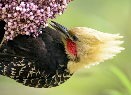 Blond-crested Woodpecker male, Jose Carlos Motta, Jr.