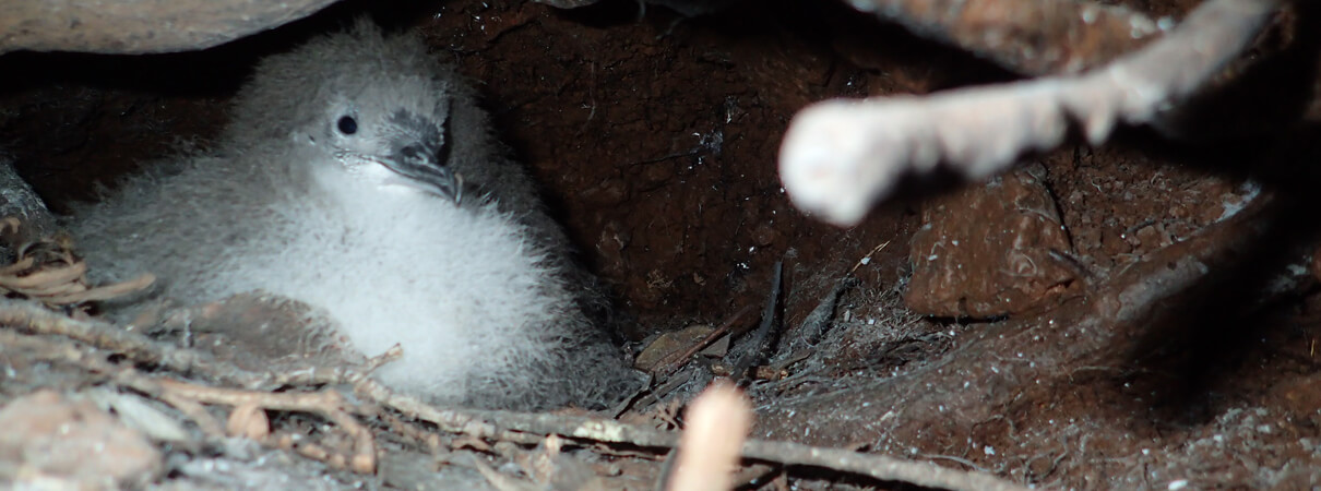 A Newell's Shearwater chick in its mountain burrow. Photo by André Raine, Kaua‘i Endangered Seabird Recovery Project