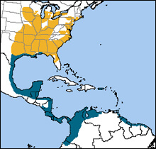 Prothonotary Warbler map, NatureServe