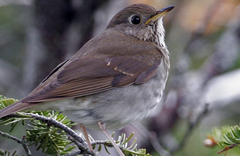 Bicknell's Thrush by Larry Master