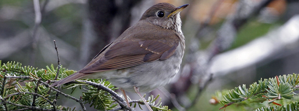 More than 70 percent of all Bicknell's Thrush winter on the island of Hispaniola. Maintaining effective protections there is critical to the species' survival. Photo by Larry Master