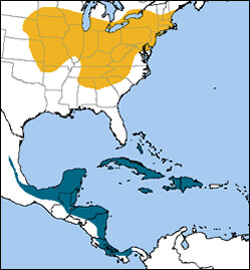 Blue-winged Warbler map, NatureServe