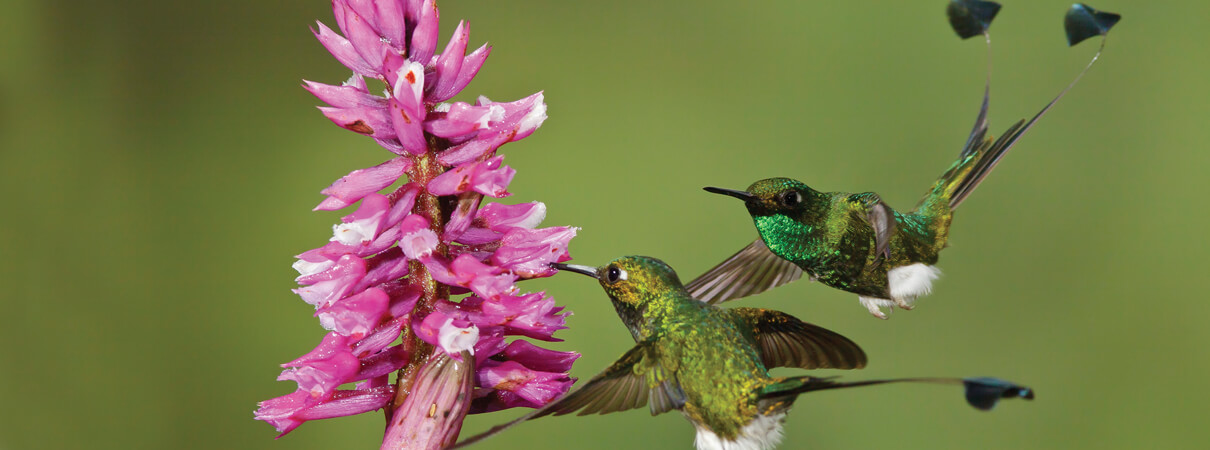 Booted Rackettail by Glenn Bartley (hummingbirds)