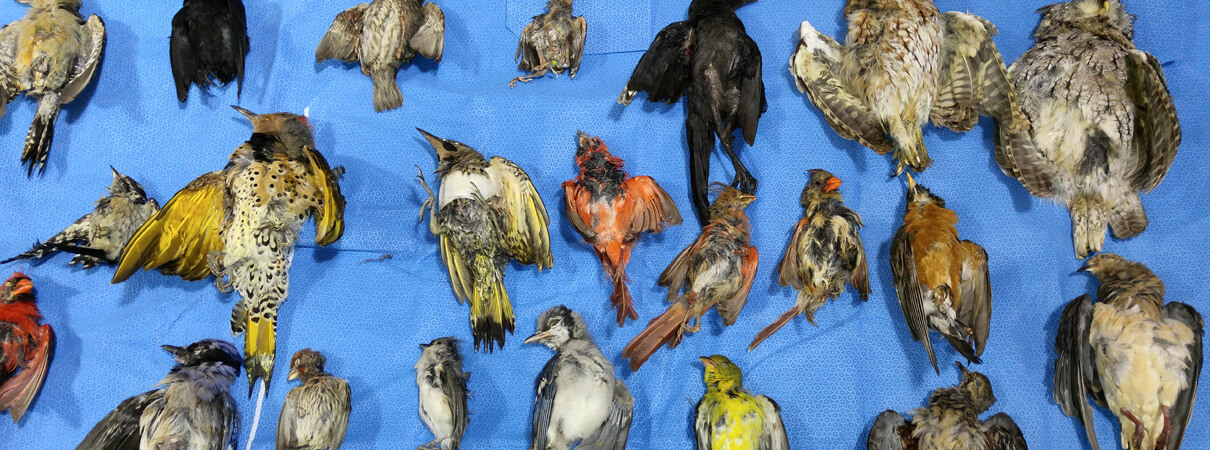 Cat-killed birds at the Wildlife Center of Virginia. Photo by Dr. Dave McRuer