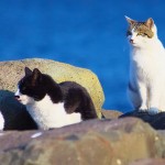 Group of cats, yyama/Shutterstock