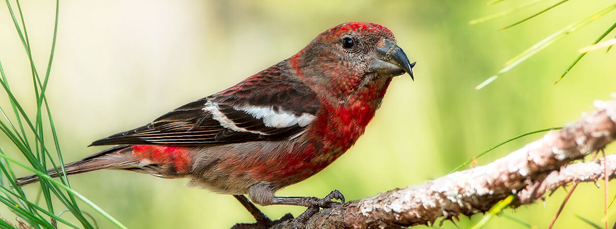 The Hispaniolan Crossbill is found only in the Dominican Republic, including in Sierra de Bahoruco National Park. Photo by Guillermo Armenteros