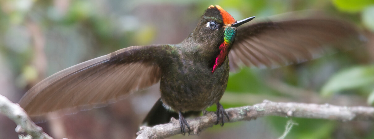 Rainbow-bearded Thornbill by Michael Stubblefield (hummingbirds)