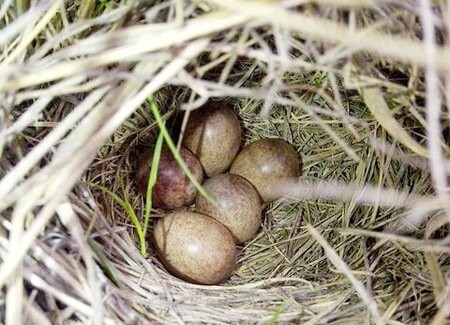 Sprague's Pipit nest, Wikimedia Commons