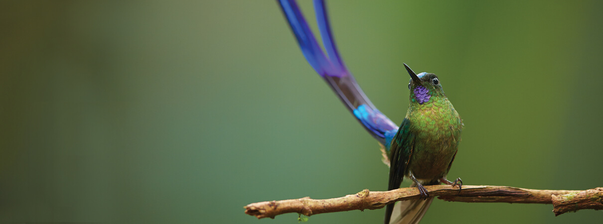 Violet-tailed Sylph by Martin Mecnarowski (hummingbirds)