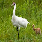 Whooping Crane and chick_