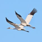 Whooping Crane pair flight_Greg Homel, Natural Elements Productions_U