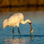Adult Whooping Crane (Grus americana) during winter in marshland in Aransas County, Texas, USA.