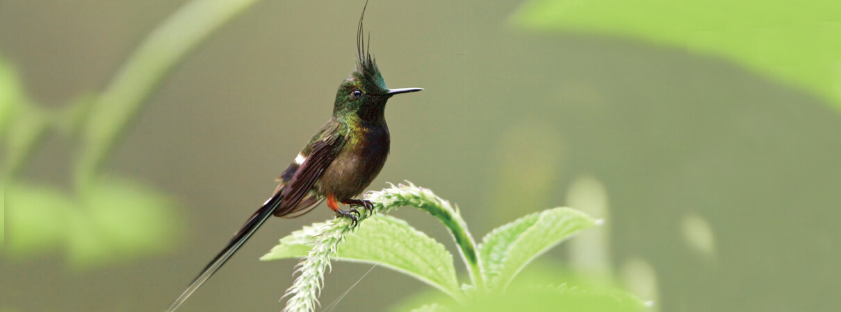 Wire-crested Thorntail by Glenn Bartley (hummingbirds)