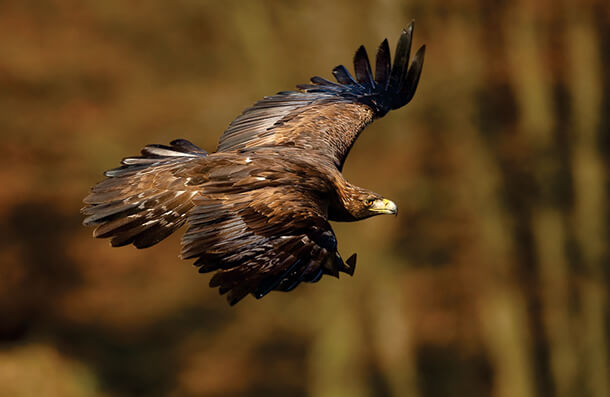 ABC is concerned about the potential impact of wind facilities on the small Eastern population of Golden Eagles. Photo by Martin Mecnarowski