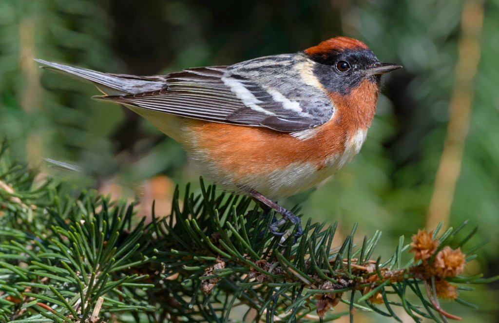 Bay-breasted Warbler by FotoRequest, Shutterstock