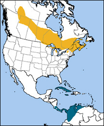 Bay-breasted Warbler map, NatureServe