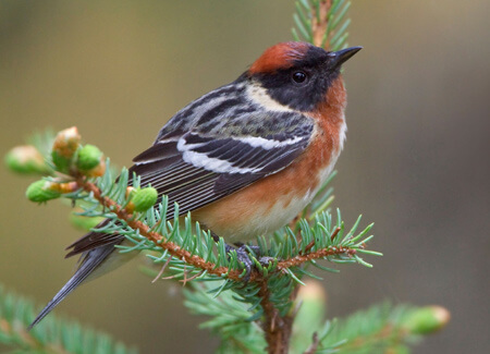Bay-breasted Warbler, All Canada Photos, Alamy Stock Photo