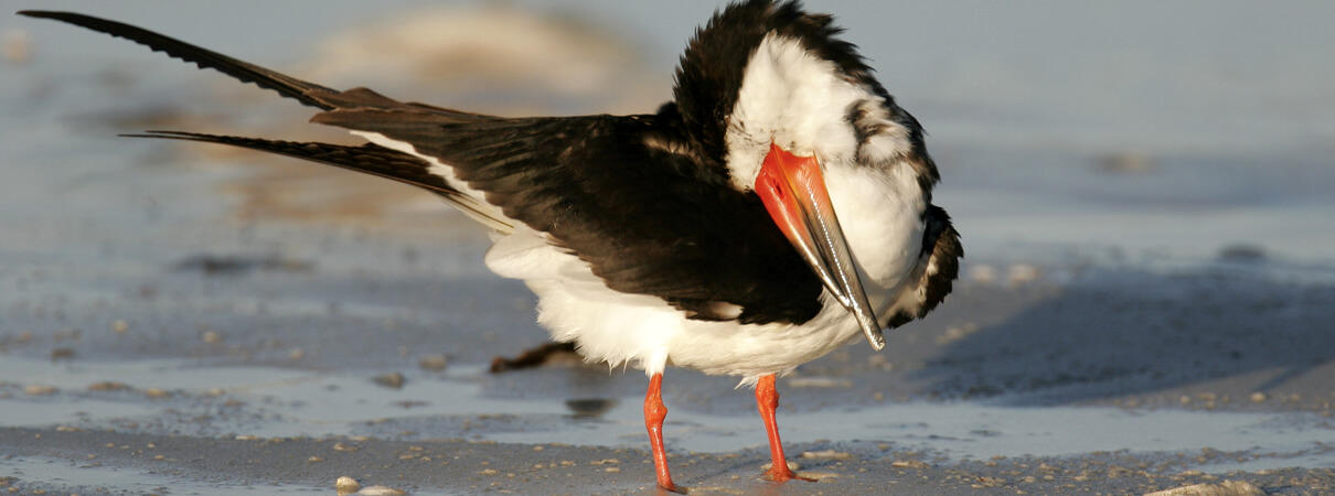 Black Skimmers use their unusual bill to catch fish while flying just inches above the surface of coastal waters. Photo by Dennis W. Donohue/Shutterstock